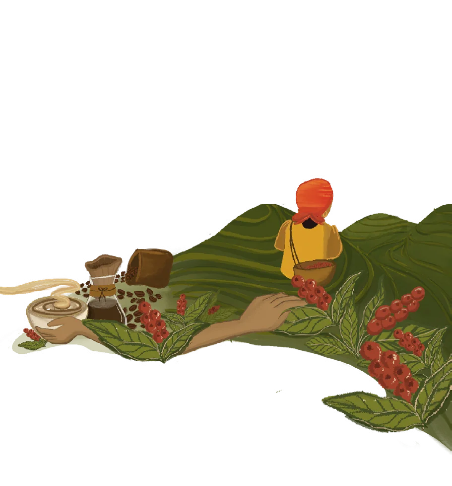 Illustration of the coffee farm where Amro's beans are grown